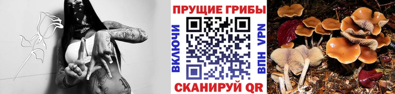 купить закладку  Шумерля  Псилоцибиновые грибы мицелий 